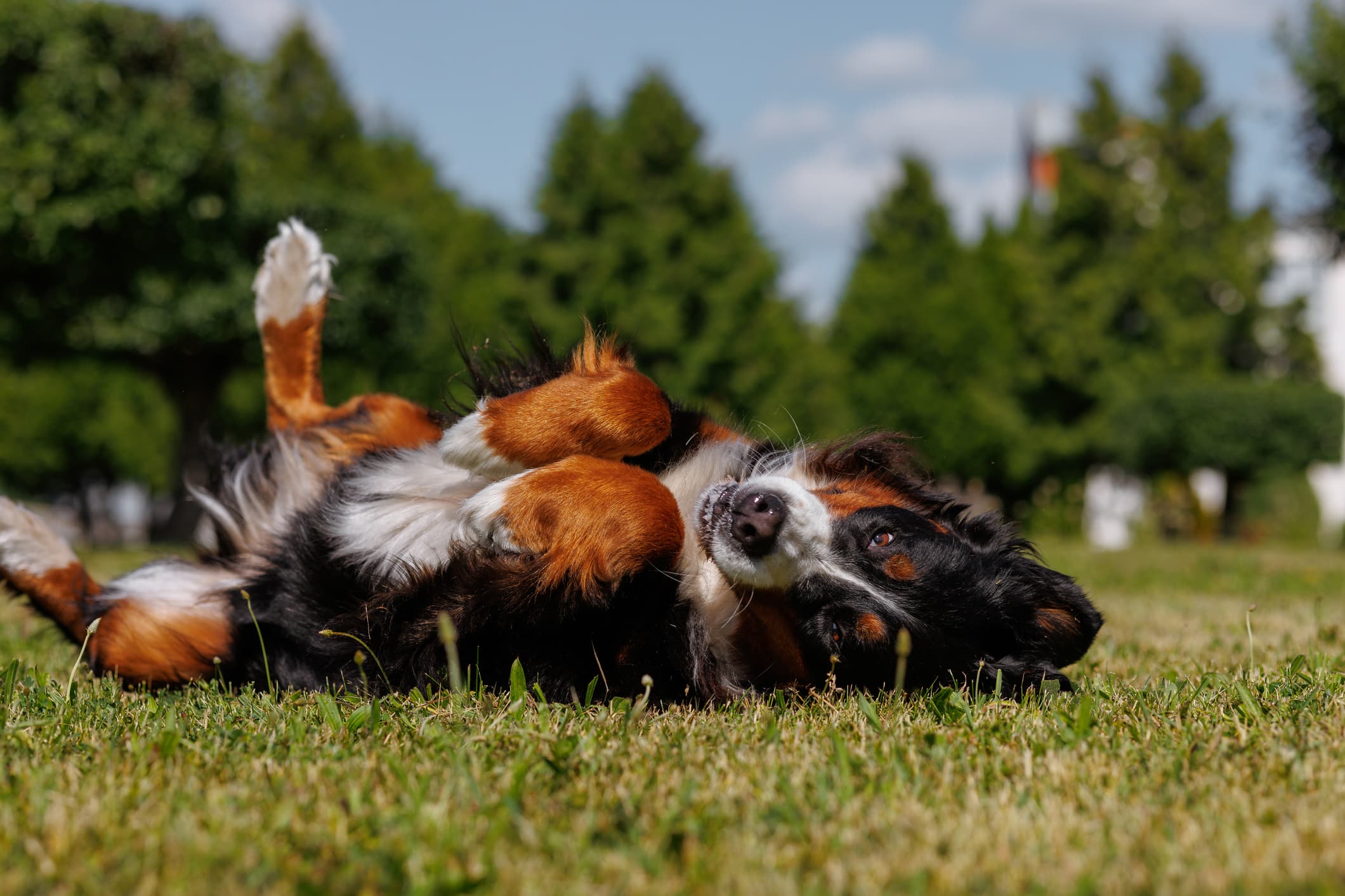 Bovaro del Bernese