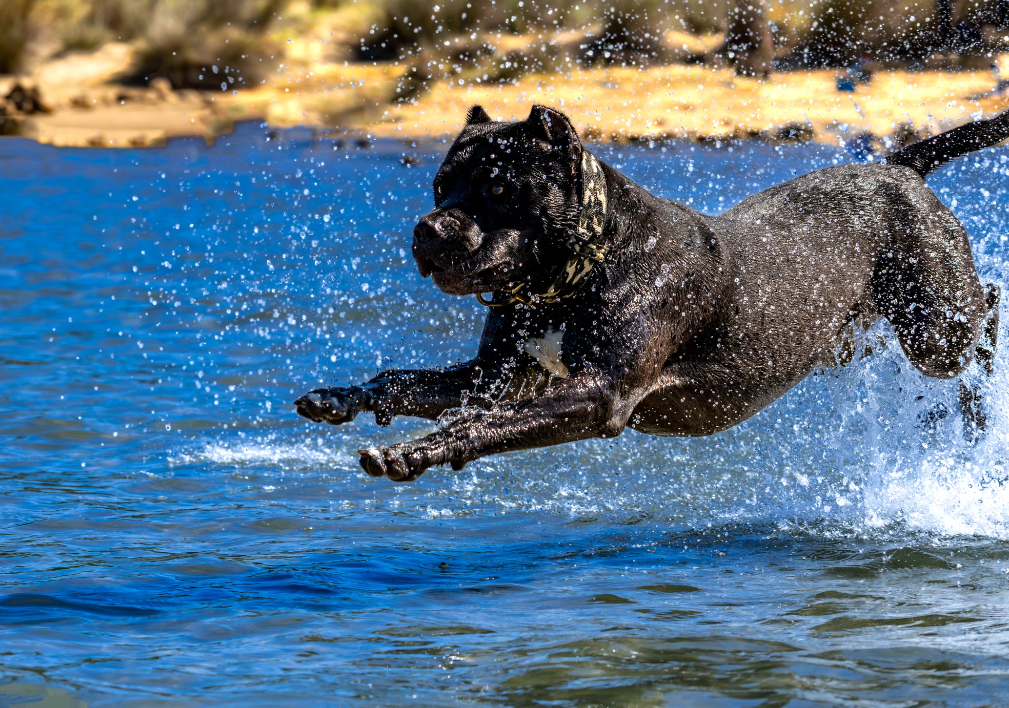 Cane Corso