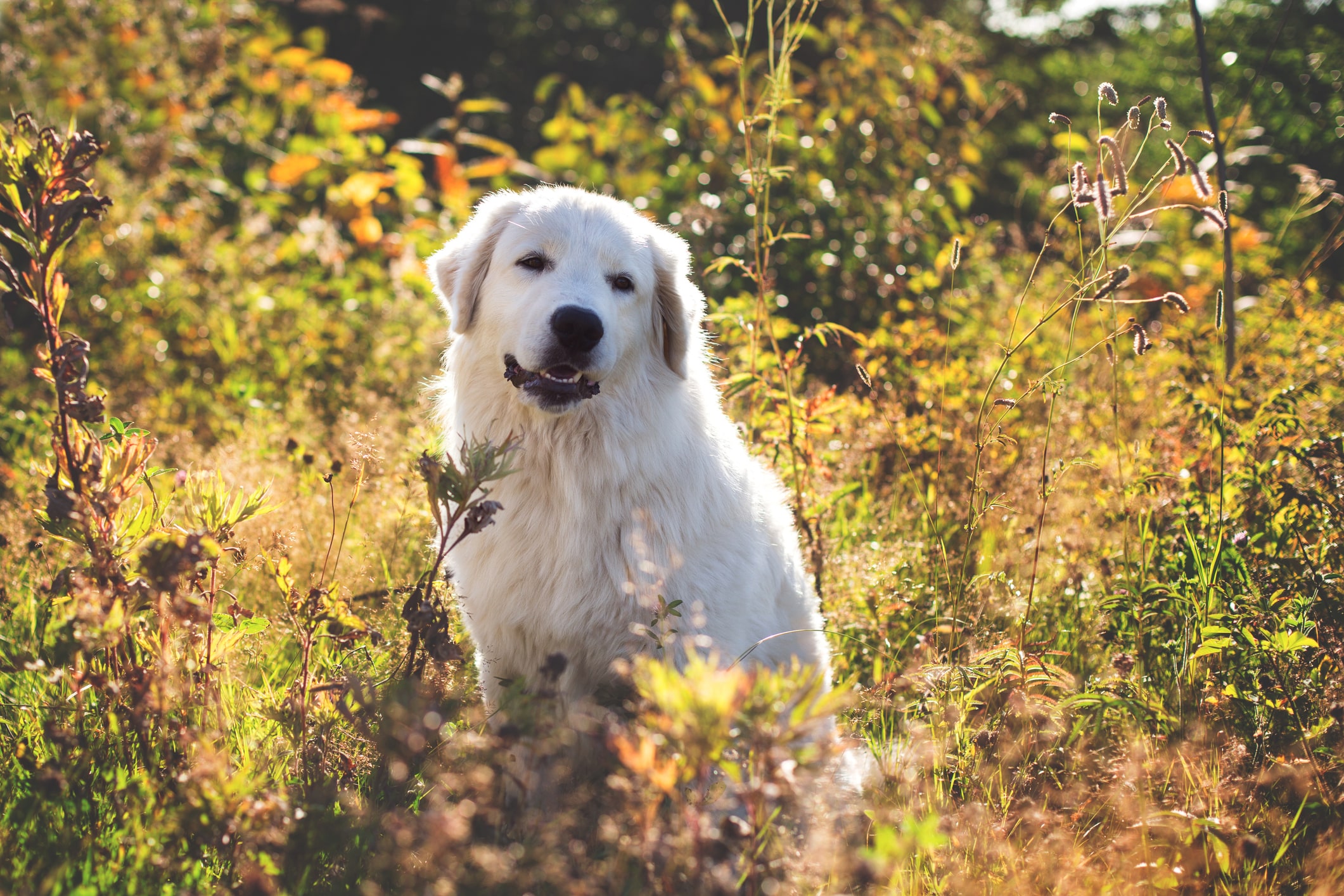 Cane da pastore Maremmano Abruzzese (Maremmano)