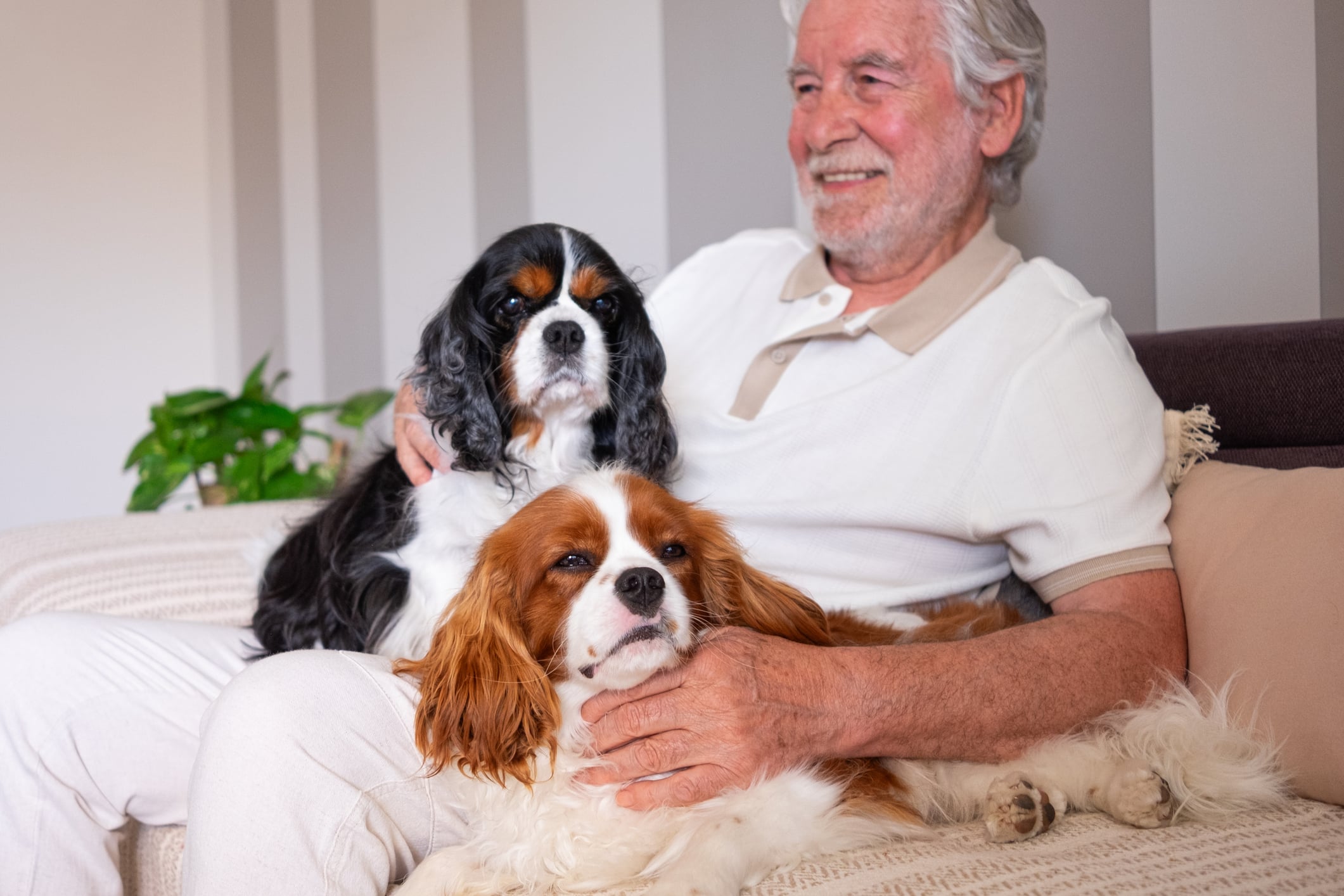 Cavalier King Charles Spaniel