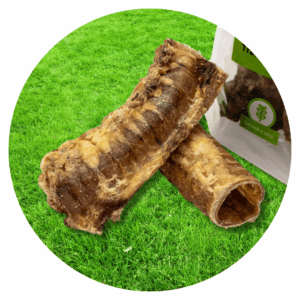 Trachea bovina