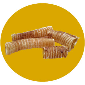 Trachea bovina
