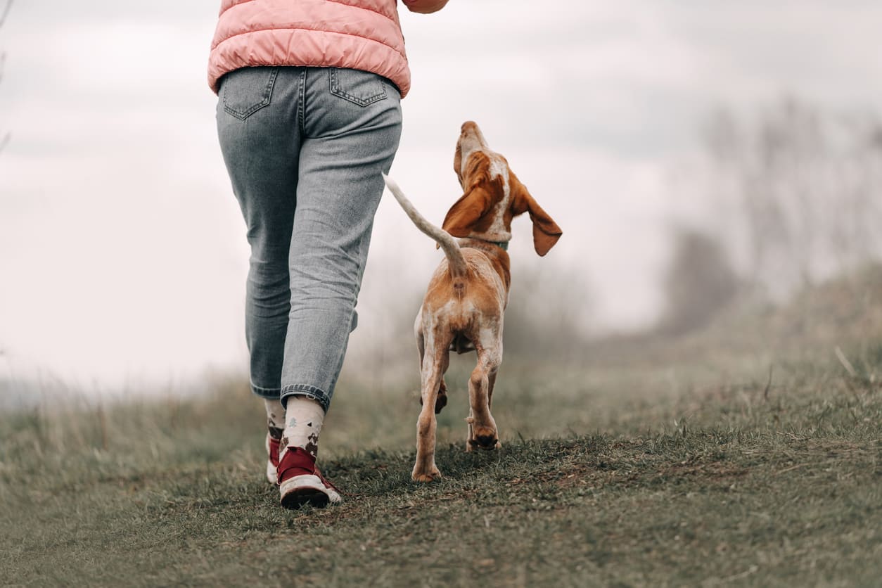 bracco italiano