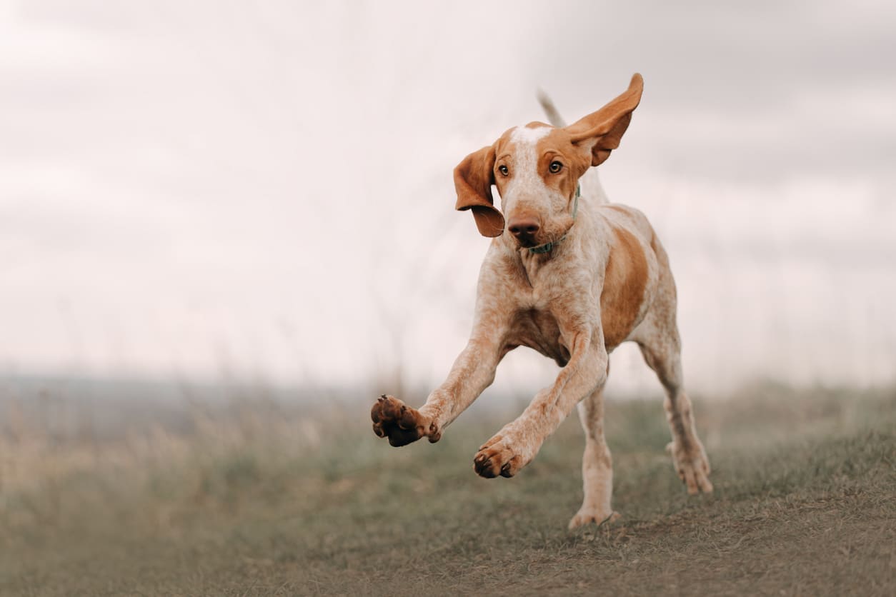 bracco italiano