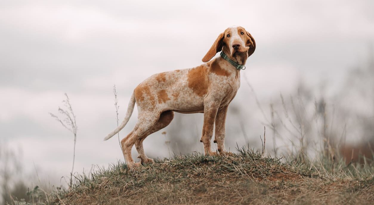 Bracco Italiano